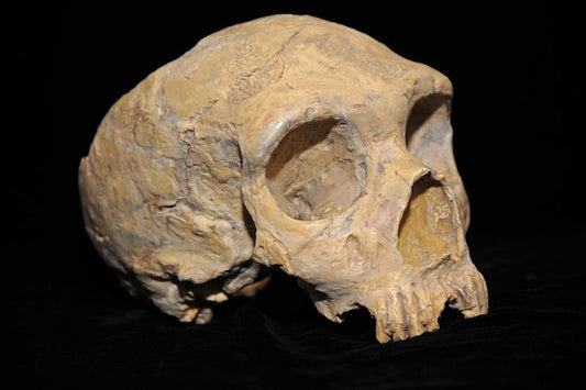 Neandertaller İlk Keşfedildiğinde Nasıl Açıklandı?