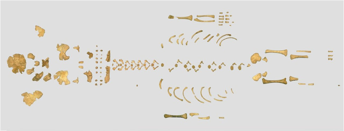 Neandertal ve Modern İnsan Arasındaki Farklar Doğumda Mevcut Oluyor