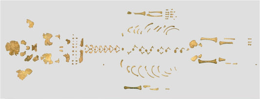 Neandertal ve Modern İnsan Arasındaki Farklar Doğumda Mevcut Oluyor