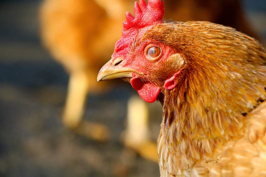 Tavuklar ve Hindiler Dinozorlara Diğer Kuşlardan Daha Yakın
