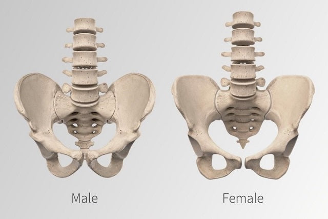 Arkeologlar Bir İskeletin Cinsiyetini Nasıl Anlar?