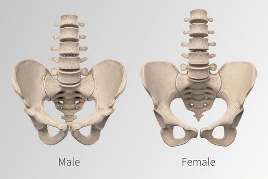 Arkeologlar Bir İskeletin Cinsiyetini Nasıl Anlar?