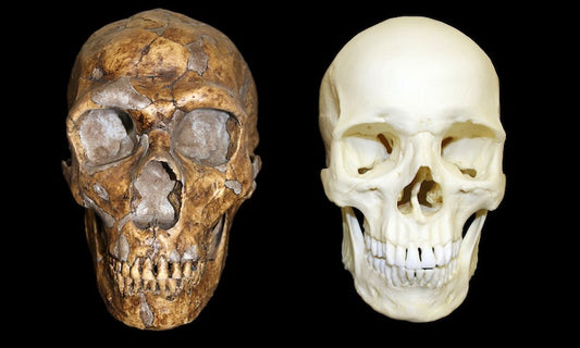 DNA Devrimi İnsanlığın Kökenini Nasıl Açığa Çıkardı?