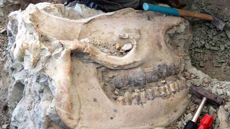 Çankırı’da 8 Milyon Yıllık Gergedan Kafatası Bulundu