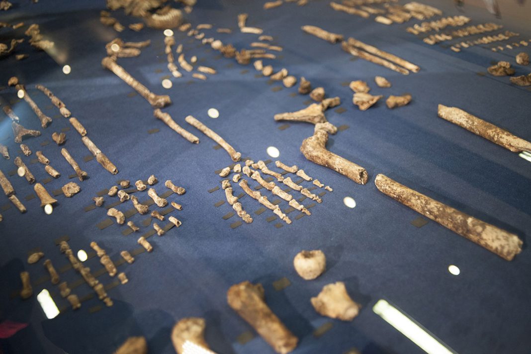 Homo naledi sadece 250,000 yaşında – işte bunun önemi