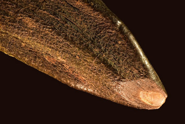 Dinozor Dişleri 150 Milyon Yıl Önceki Yaşamı Anlatıyor