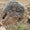 Göbeklitepe’nin Kardeşi de Urfa’da