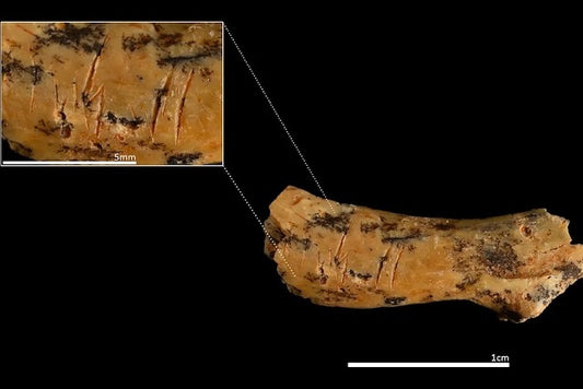 Eski İnsan Akrabası, 850.000 Yıl Önce Çocukları Yemiş