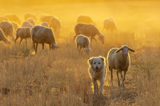 Erken Köpekler, Sürüleri Korumak için İki Katına Büyümüş