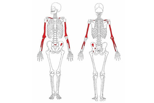 Homo habilis’e Ait 2 Milyon Yıllık En Eksiksiz İskelet Bulundu