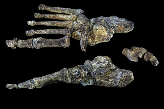 Homo naledi’nin Ayakları Bizim Gibi Yürümediğini Gösteriyor