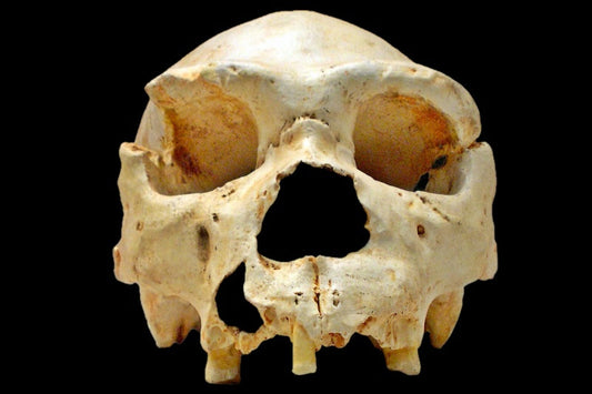 DNA’mızda Gizli İki Hayalet İnsan Soyu Bulundu