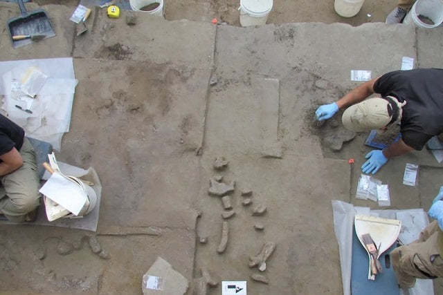 Alaska’da 14.000 Yıllık Mamut Dişi Aletler Bulundu