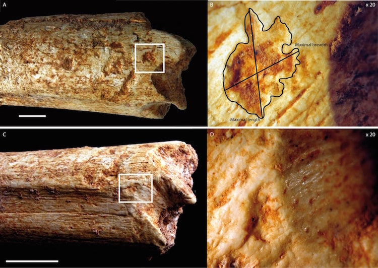 Homininler 500,000 Yıl Önce Yırtıcılara Yem Oluyordu