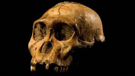 Meşhur Australopithecus sediba Türü İnsanların Atası Olmayabilir