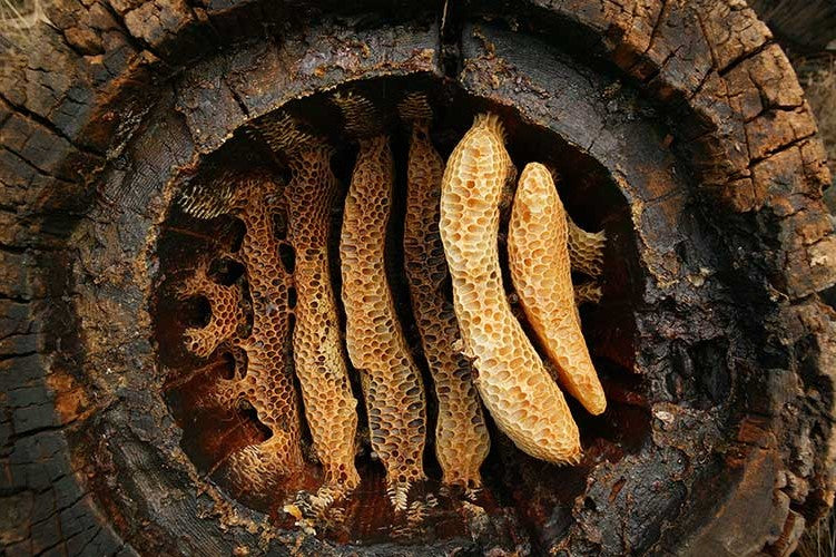 Çayönü ve Çatalhöyük’te Dünyanın En Eski Balmumu Kalıntısı Bulundu