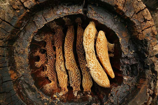 Çayönü ve Çatalhöyük’te Dünyanın En Eski Balmumu Kalıntısı Bulundu