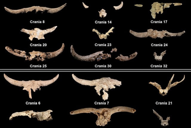 Neandertaller, Bu Mağaraya Boynuzlu Kafatasları Toplamış