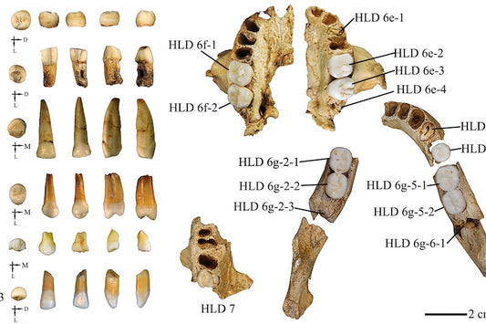 300.000 Yıllık Dişlere Göre Homo erectus ile Çiftleşmiş Olabiliriz
