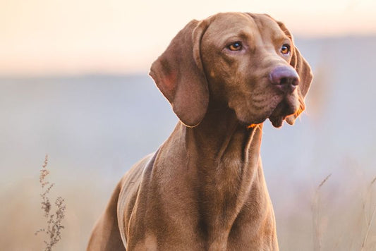 Muhtemelen İnsanlarla Oynayan Kurtlar, Köpeklere Evrildi