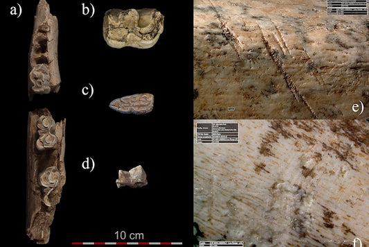 İber Yarımadası’nda Büyük Bir Neandertal Av Kampı Bulundu