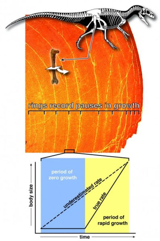 Dinozorlar Memeli Hayvanlar Gibi Sıcakkanlıydı