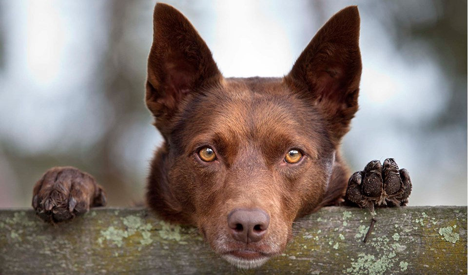 Köpeklerin Kökeni Orta Asya’ya Dayanıyor