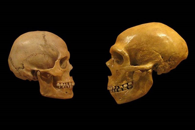 Neandertal ve Denisovalı Bireylerin Kan Grupları Keşfediliyor
