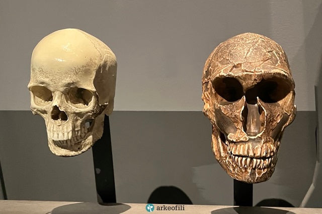 Neandertallerin Kan Grubu Yok Oluşlarını Açıklayabilir