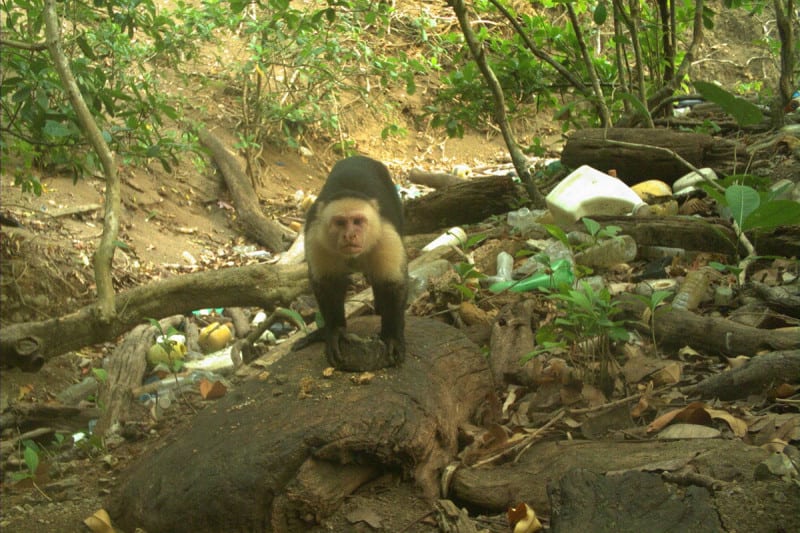 Panama Maymunları da Taş Devrine Girdi