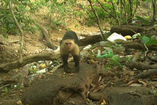 Panama Maymunları da Taş Devrine Girdi