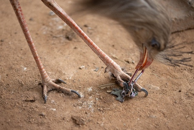 Velociraptor Korkunç Pençelerini Kesmek İçin Kullanmıyordu