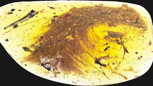 Şans Eseri Kehribar İçinde Dinozor Fosili Bulundu