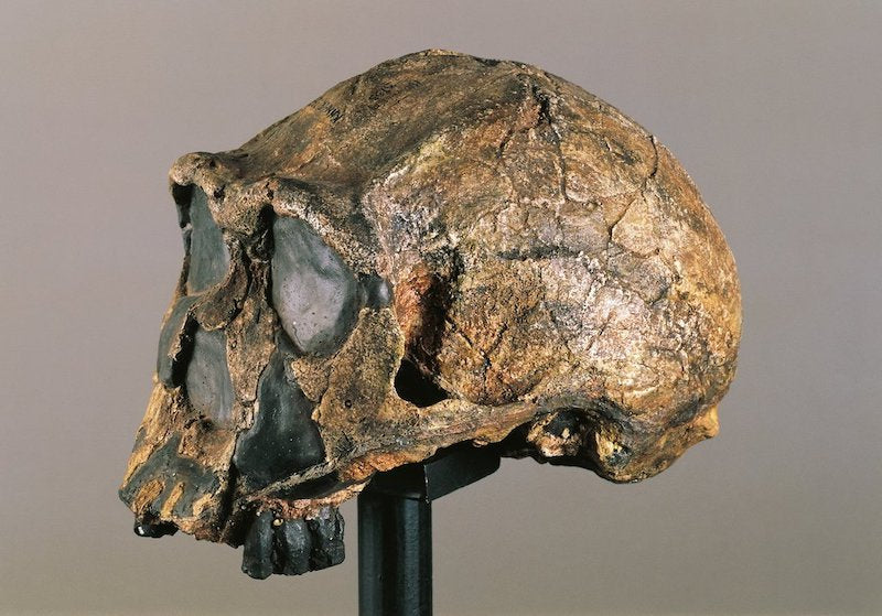 Afrikalılarda Bilinmeyen Bir İnsan Türünün DNA’sı Bulundu