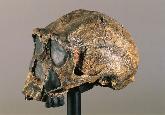 Afrikalılarda Bilinmeyen Bir İnsan Türünün DNA’sı Bulundu