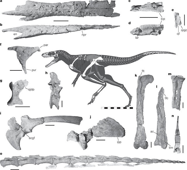 Paleontologlar, T. rex’in Bilinen En Yakın Atasını Buldu