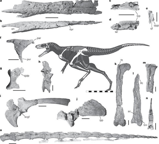 Paleontologlar, T. rex’in Bilinen En Yakın Atasını Buldu