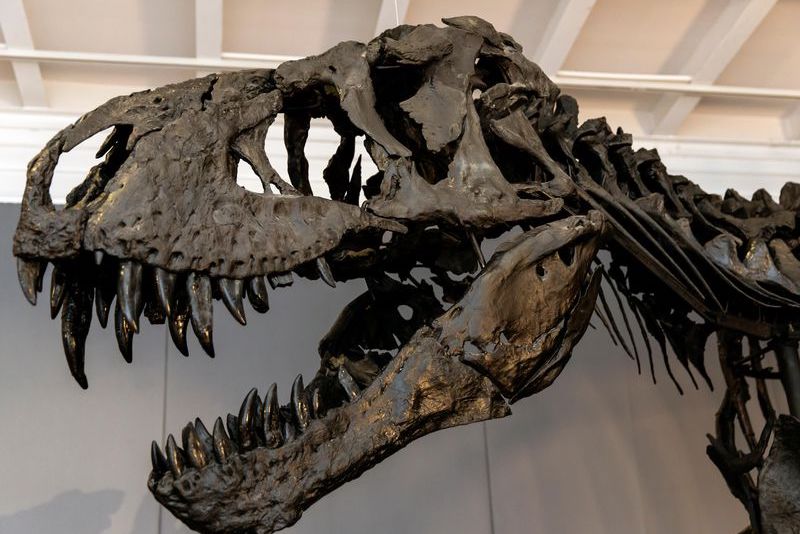 Bir Dinozorun Ağırlığı Nasıl Ölçülür?