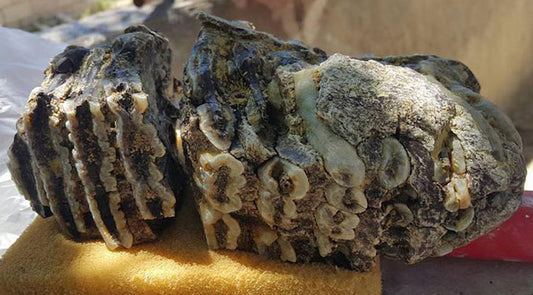 Konya’da 2.5 Milyon Yıllık Mamut Dişi Bulundu
