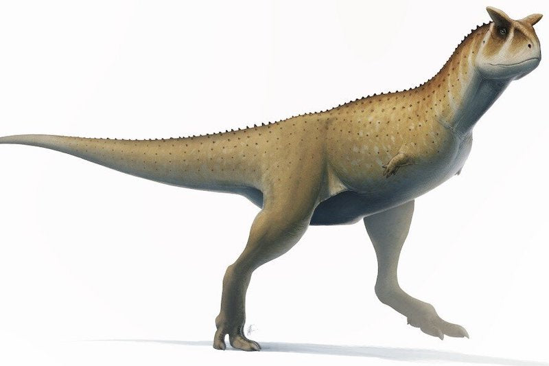 Arjantin’de Kolsuz Bir Abelisaur Dinozor Türü Keşfedildi