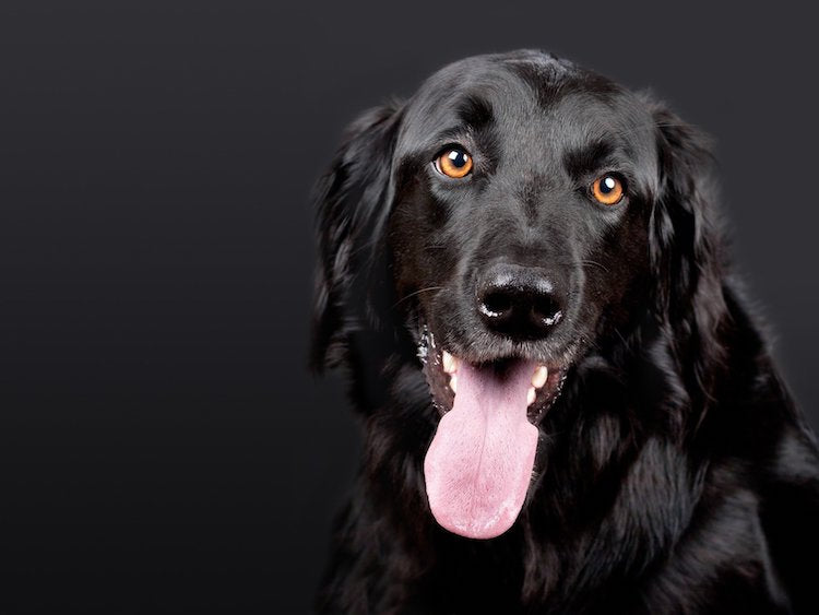 İnsanların Tek Dostu Evcil Köpekler Değildi