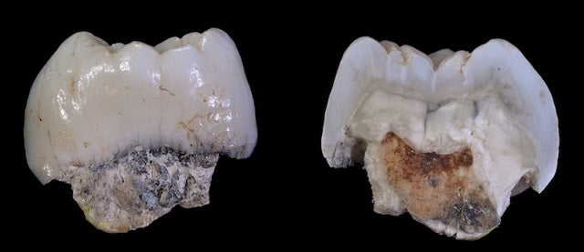 2,2 Milyon Yıllık Dişler, Bilinmeyen Bir Akrabamıza Ait Olabilir