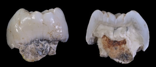 2,2 Milyon Yıllık Dişler, Bilinmeyen Bir Akrabamıza Ait Olabilir