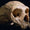 Neden Hala Neandertalleri Küçümsüyoruz?