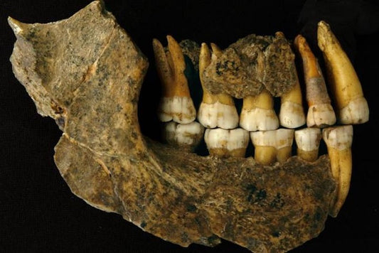Neandertaller Düşündüğümüzden Binlerce Yıl Önce Avrupa’dan Kayboldu