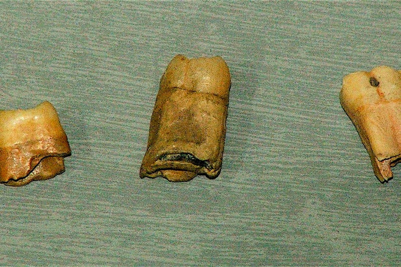Yamyamlığa Uğradığı Sanılan Neandertal, Homo sapiens Çıktı