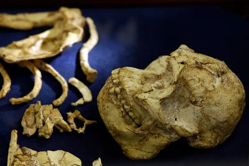 ‘Küçük Ayak’ Adlı Hominin, ya Hastaydı ya da Çok Açtı