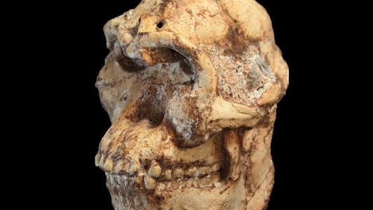 Afrika’da 3.67 Milyon Yıllık İnsan Atası Ortaya Çıkarıldı