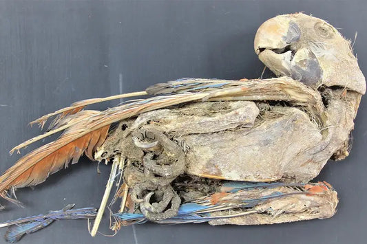 Atacama Çölünde Egzotik Papağan Ticareti Yapılıyordu