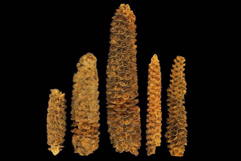 Antik DNA, Mısırın İlginç Tarihini Açığa Çıkarıyor